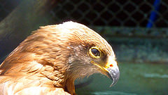 Hawk. Photo by Kévin Veau.